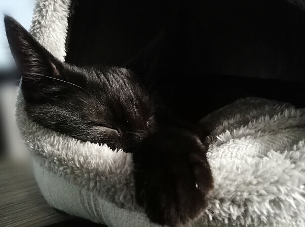 一邊鏟屎一邊敲程式碼?貓咪遊戲《Stray》開發組曬貓 一邊鏟屎一邊敲程式碼?貓咪遊戲《Stray》開發組曬貓