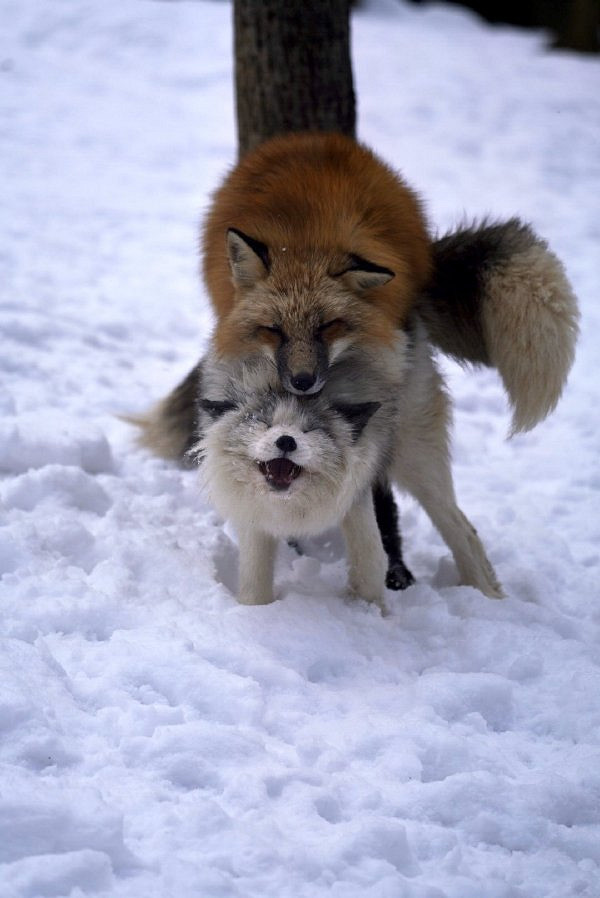 為何大夫查房手都放在後面 囧圖 路人街邊聚眾拍貓片