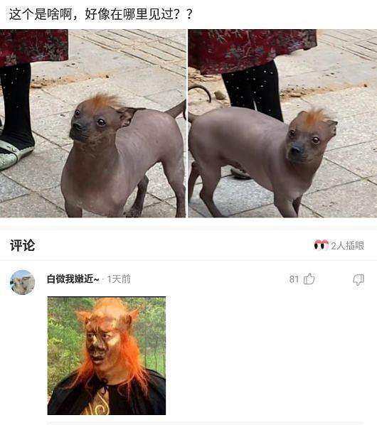 為何大夫查房手都放在後面 囧圖 路人街邊聚眾拍貓片