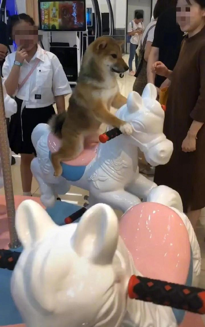 為何大夫查房手都放在後面 囧圖 路人街邊聚眾拍貓片