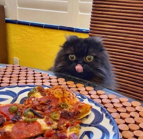 為何大夫查房手都放在後面 囧圖 路人街邊聚眾拍貓片