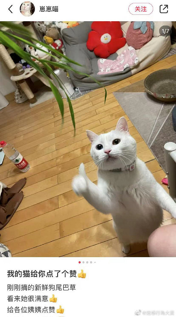 為何大夫查房手都放在後面 囧圖 路人街邊聚眾拍貓片