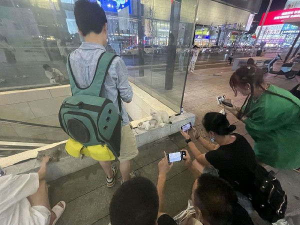 為何大夫查房手都放在後面 囧圖 路人街邊聚眾拍貓片