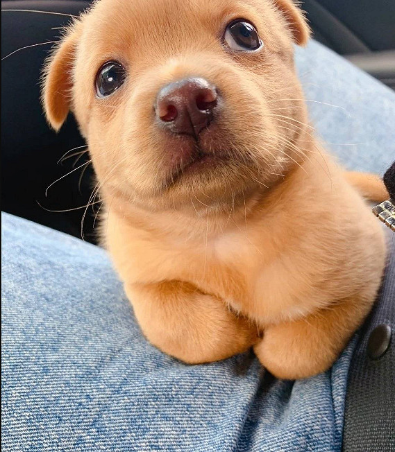 為何大夫查房手都放在後面 囧圖 路人街邊聚眾拍貓片