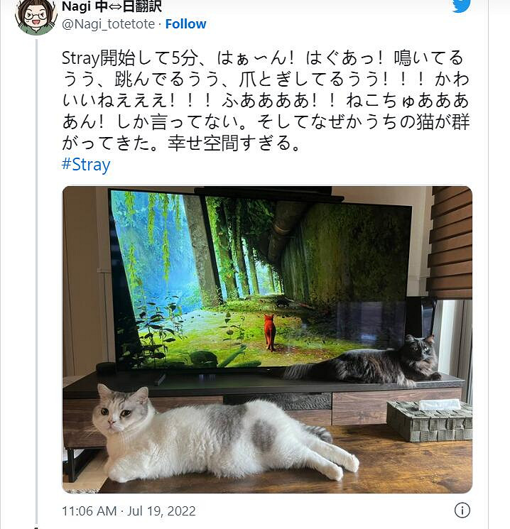 貓貓大冒險《Stray》引發網友曬貓熱潮 主子也被吸引