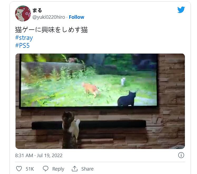 貓貓大冒險《Stray》引發網友曬貓熱潮 主子也被吸引