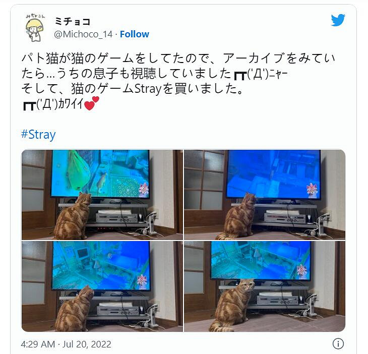 貓貓大冒險《Stray》引發網友曬貓熱潮 主子也被吸引