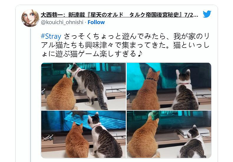 貓貓大冒險《Stray》引發網友曬貓熱潮 主子也被吸引