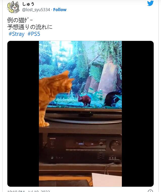 貓貓大冒險《Stray》引發網友曬貓熱潮 主子也被吸引