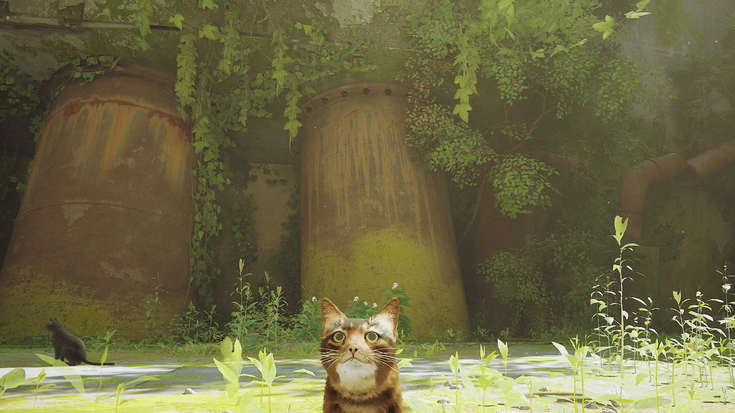 第三貓稱冒險遊戲《Stray》Mod分享!各種可愛貓貓 第三貓稱冒險遊戲《Stray》Mod分享!各種可愛貓貓