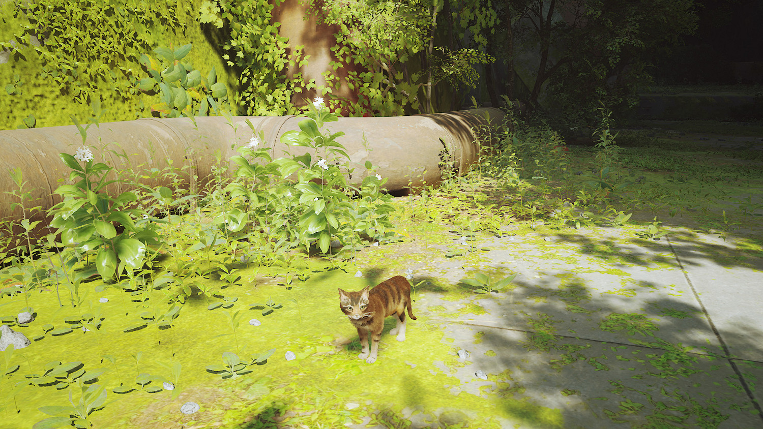 第三貓稱冒險遊戲《Stray》Mod分享!各種可愛貓貓 第三貓稱冒險遊戲《Stray》Mod分享!各種可愛貓貓