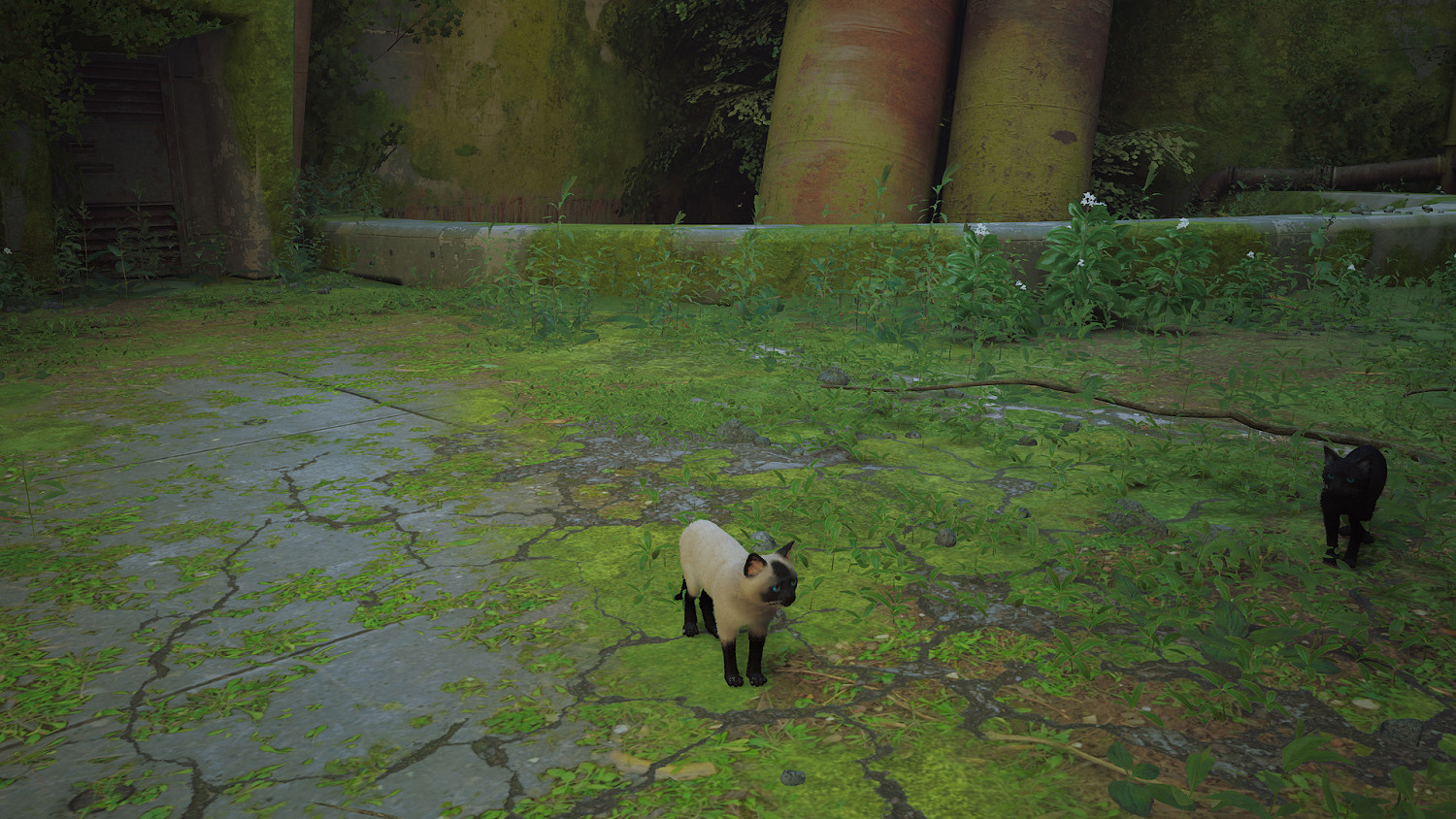 第三貓稱冒險遊戲《Stray》Mod分享!各種可愛貓貓 第三貓稱冒險遊戲《Stray》Mod分享!各種可愛貓貓