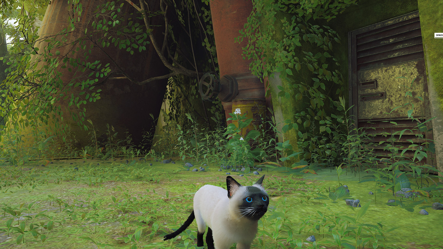 第三貓稱冒險遊戲《Stray》Mod分享!各種可愛貓貓 第三貓稱冒險遊戲《Stray》Mod分享!各種可愛貓貓