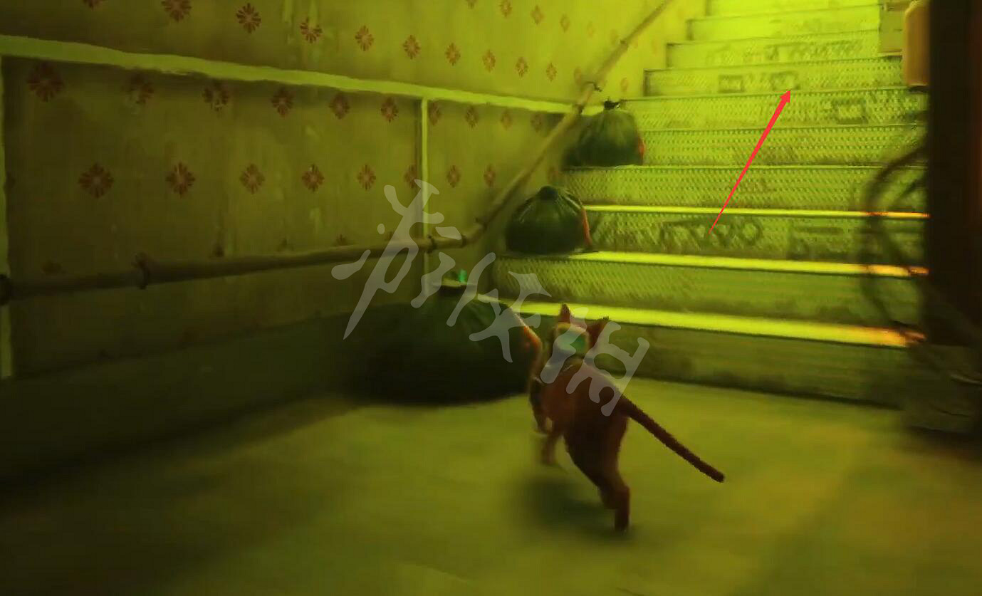 《浪貓》stray全收集圖文攻略 全樂譜+全記憶+全密碼收集