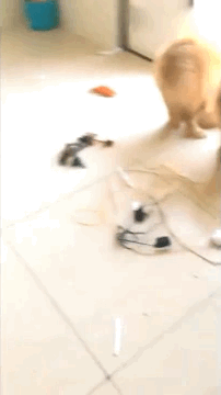 蘋果未來設計慘遭泄露 動圖 完成主人的任務罷了