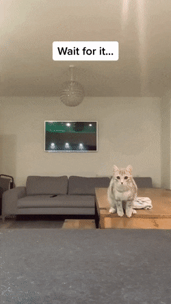 蘋果未來設計慘遭泄露 動圖 完成主人的任務罷了