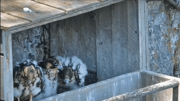 蘋果未來設計慘遭泄露 動圖 完成主人的任務罷了