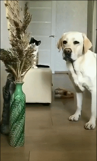 蘋果未來設計慘遭泄露 動圖 完成主人的任務罷了