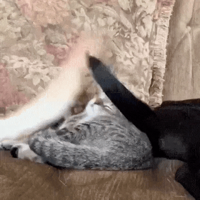 蘋果未來設計慘遭泄露 動圖 完成主人的任務罷了