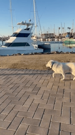 蘋果未來設計慘遭泄露 動圖 完成主人的任務罷了