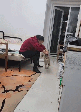 蘋果未來設計慘遭泄露 動圖 完成主人的任務罷了