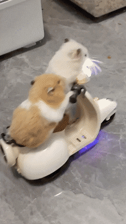 蘋果未來設計慘遭泄露 動圖 完成主人的任務罷了