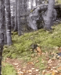 蘋果未來設計慘遭泄露 動圖 完成主人的任務罷了