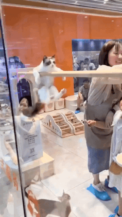 蘋果未來設計慘遭泄露 動圖 完成主人的任務罷了