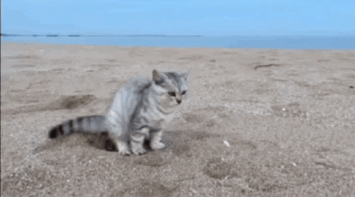 蘋果未來設計慘遭泄露 動圖 完成主人的任務罷了