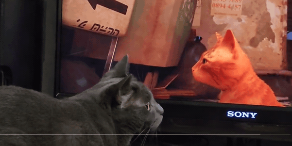 第三貓稱冒險遊戲《Stray》爆紅:家中貓咪連鎖反應! 第三貓稱冒險遊戲《Stray》爆紅:家中貓咪連鎖反應!