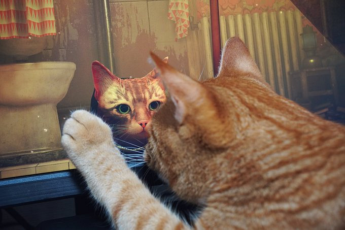 第三貓稱冒險遊戲《Stray》爆紅:家中貓咪連鎖反應! 第三貓稱冒險遊戲《Stray》爆紅:家中貓咪連鎖反應!