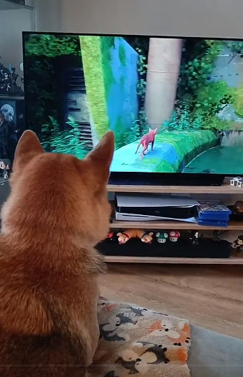 第三貓稱冒險遊戲《Stray》爆紅:家中貓咪連鎖反應! 第三貓稱冒險遊戲《Stray》爆紅:家中貓咪連鎖反應!