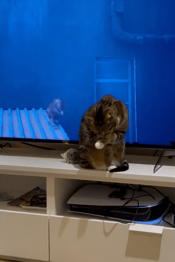 第三貓稱冒險遊戲《Stray》爆紅:家中貓咪連鎖反應! 第三貓稱冒險遊戲《Stray》爆紅:家中貓咪連鎖反應!