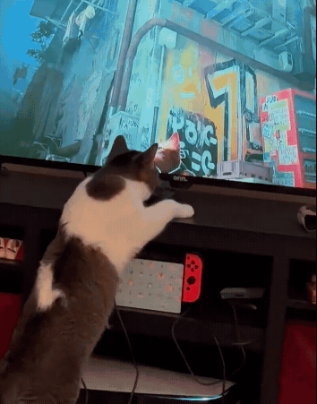 第三貓稱冒險遊戲《Stray》爆紅:家中貓咪連鎖反應! 第三貓稱冒險遊戲《Stray》爆紅:家中貓咪連鎖反應!