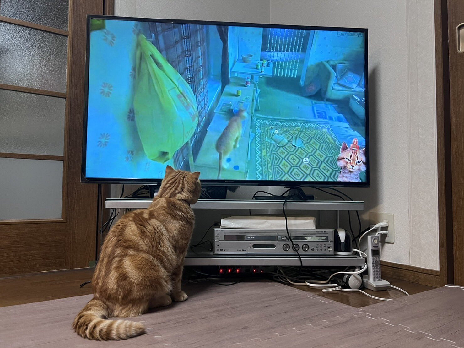 第三貓稱冒險遊戲《Stray》爆紅:家中貓咪連鎖反應! 第三貓稱冒險遊戲《Stray》爆紅:家中貓咪連鎖反應!