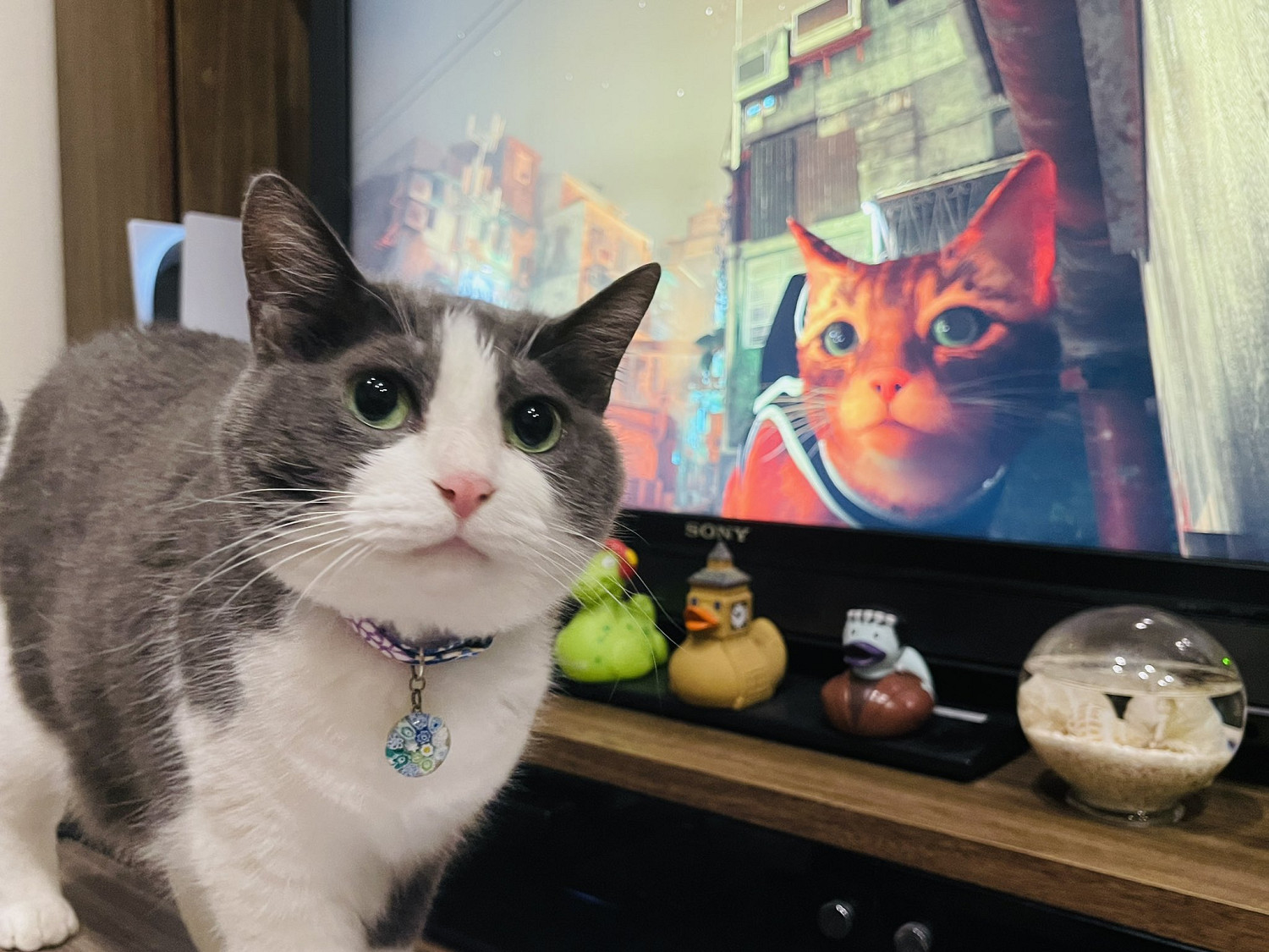 第三貓稱冒險遊戲《Stray》爆紅:家中貓咪連鎖反應! 第三貓稱冒險遊戲《Stray》爆紅:家中貓咪連鎖反應!