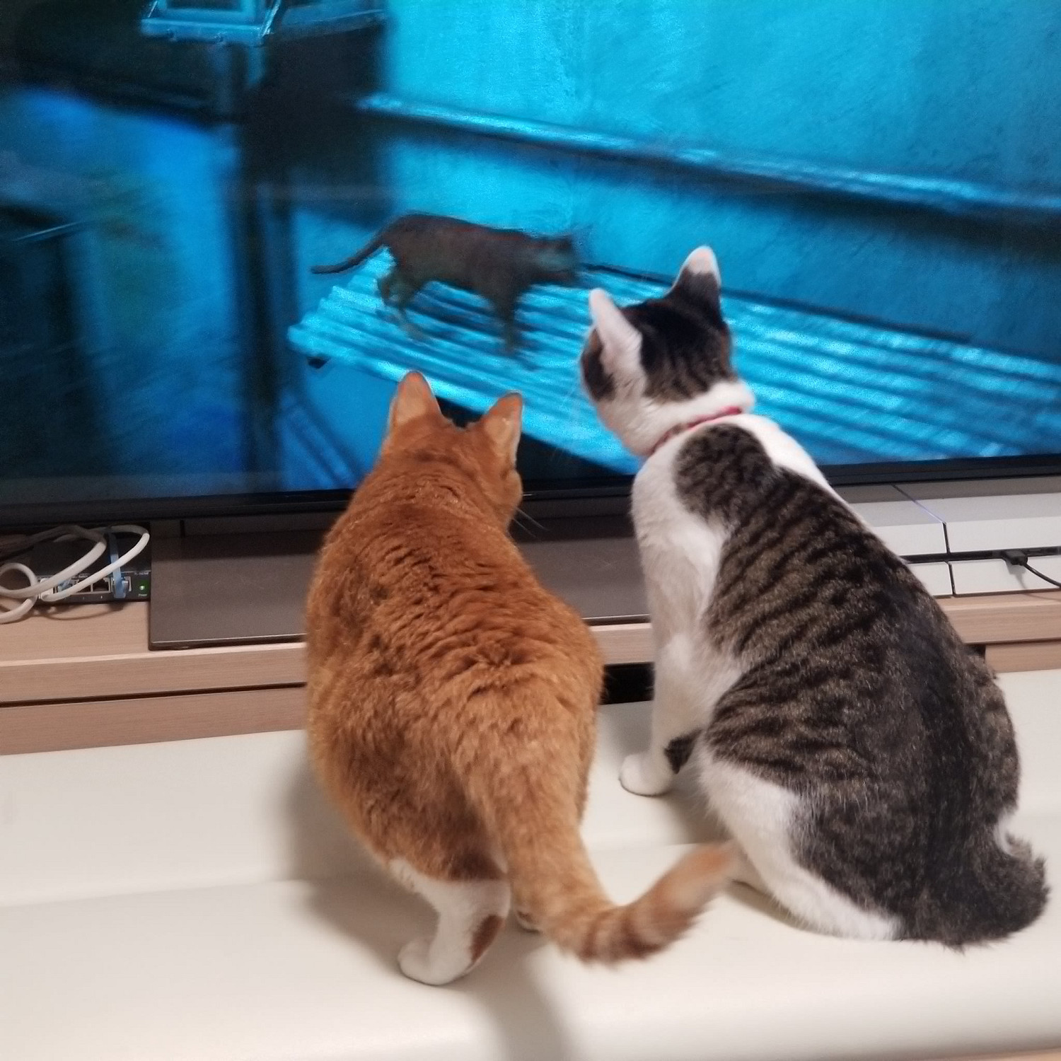 第三貓稱冒險遊戲《Stray》爆紅:家中貓咪連鎖反應! 第三貓稱冒險遊戲《Stray》爆紅:家中貓咪連鎖反應!