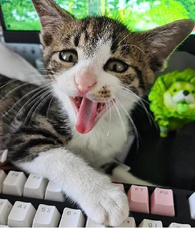 把自家貓貓放進《Stray》裡,攏共需要幾步? 把自家貓貓放進《Stray》裡,攏共需要幾步?