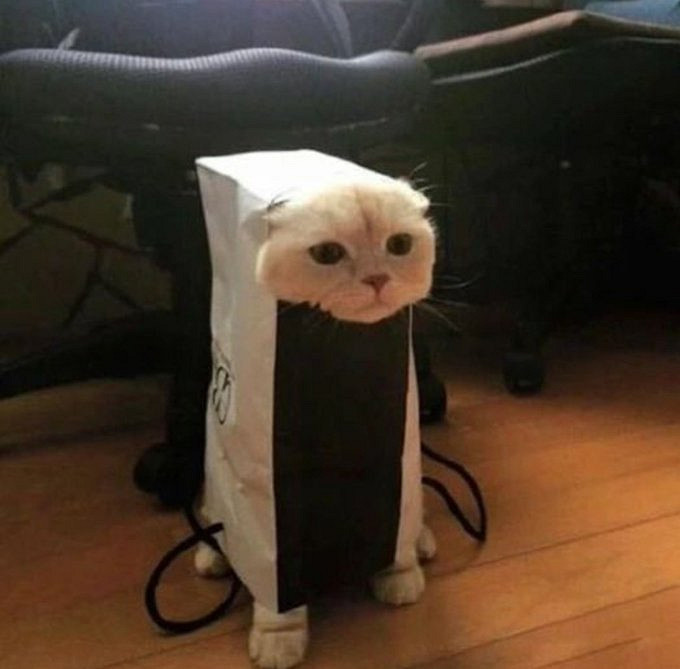 把自家貓貓放進《Stray》裡,攏共需要幾步? 把自家貓貓放進《Stray》裡,攏共需要幾步?