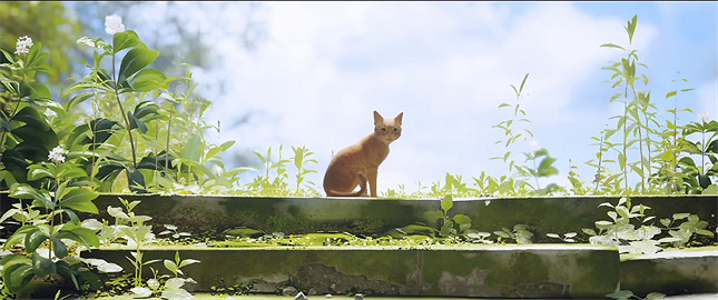 《浪貓》評測:你想在做一隻可愛貓貓嗎? 《浪貓》評測:你想在做一隻可愛貓貓嗎?