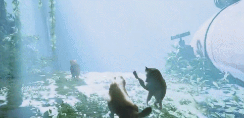 把自家貓貓放進《Stray》裡,攏共需要幾步? 把自家貓貓放進《Stray》裡,攏共需要幾步?