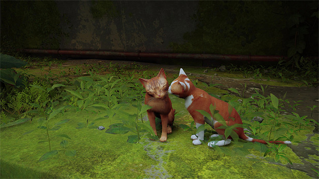 《浪貓》評測:你想在做一隻可愛貓貓嗎? 《浪貓》評測:你想在做一隻可愛貓貓嗎?