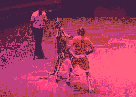 幹翻沈騰的袋鼠,到了遊戲裡表現如何? 幹翻沈騰的袋鼠,到了遊戲裡表現如何?