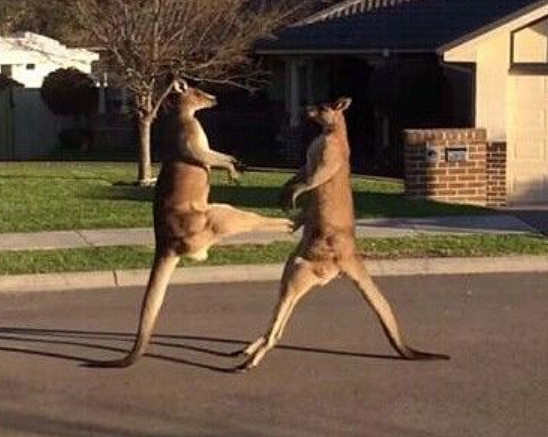 幹翻沈騰的袋鼠,到了遊戲裡表現如何? 幹翻沈騰的袋鼠,到了遊戲裡表現如何?