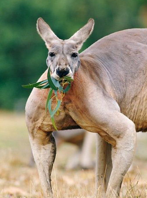 幹翻沈騰的袋鼠,到了遊戲裡表現如何? 幹翻沈騰的袋鼠,到了遊戲裡表現如何?