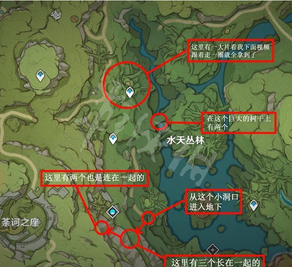 《原神》樹王聖體菇如何獲得？樹王聖體菇採集路線推薦