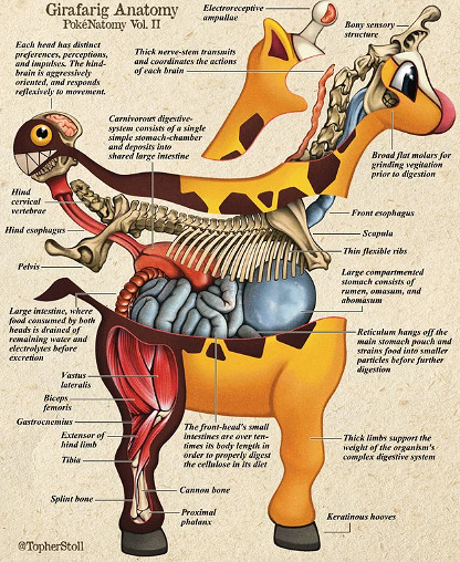 生物專家再公開寶可夢真實版解剖圖 精細嚴謹刻畫 生物專家再公開寶可夢真實版解剖圖 精細嚴謹刻畫