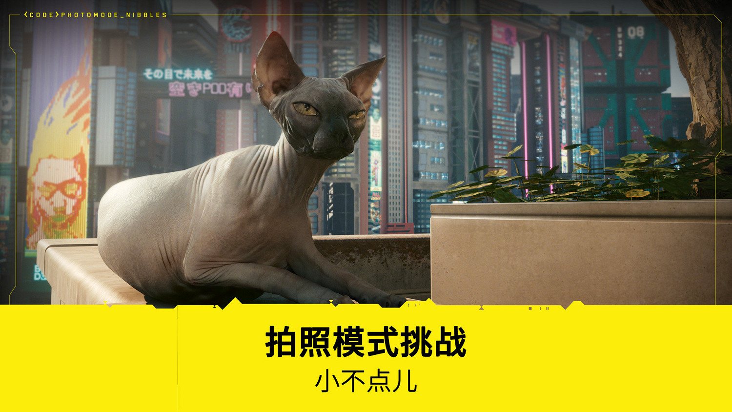 《電馭叛客2077》拍照比賽第2期:來點喵趣橫生的照片 《電馭叛客2077》拍照比賽第2期:來點喵趣橫生的照片