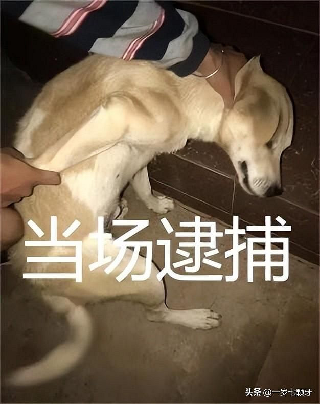 泄密GTA6的駭客被抓 但是我有點擔心…… 泄密GTA6的駭客被抓 但是我有點擔心……