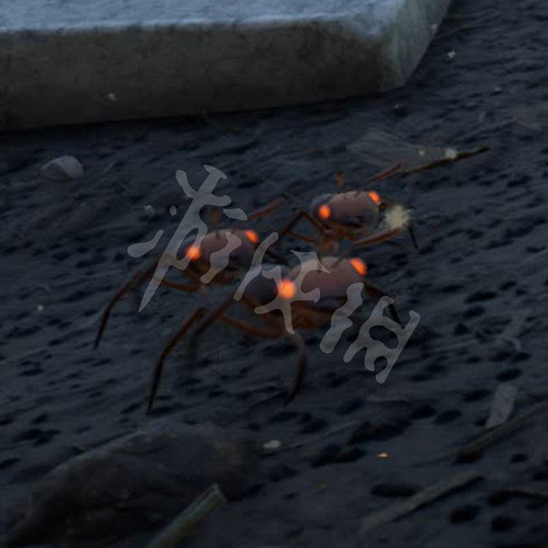 《微小世界生存戰》圖文攻略:全流程攻略+全物品製作+全武器圖鑒+全昆蟲圖鑒+全材料收集+全地標解鎖+生存戰鬥技巧 《微小世界生存戰》圖文攻略:全流程攻略+全物品製作+全武器圖鑒+全昆蟲圖鑒+全材料收集+全地標解鎖+生存戰鬥技巧